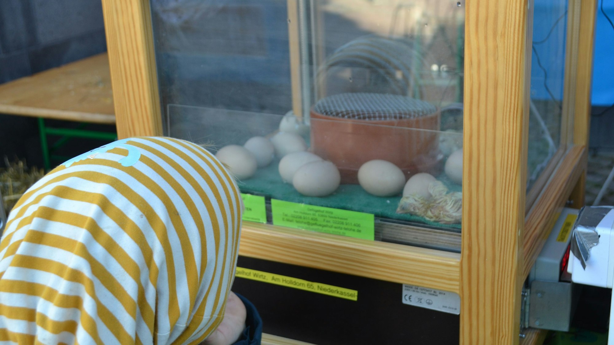 Ein Kind sieht auf einen Glaskasten mit Eiern, ein frisch geschlüpftes Küken liegt dazwischen.