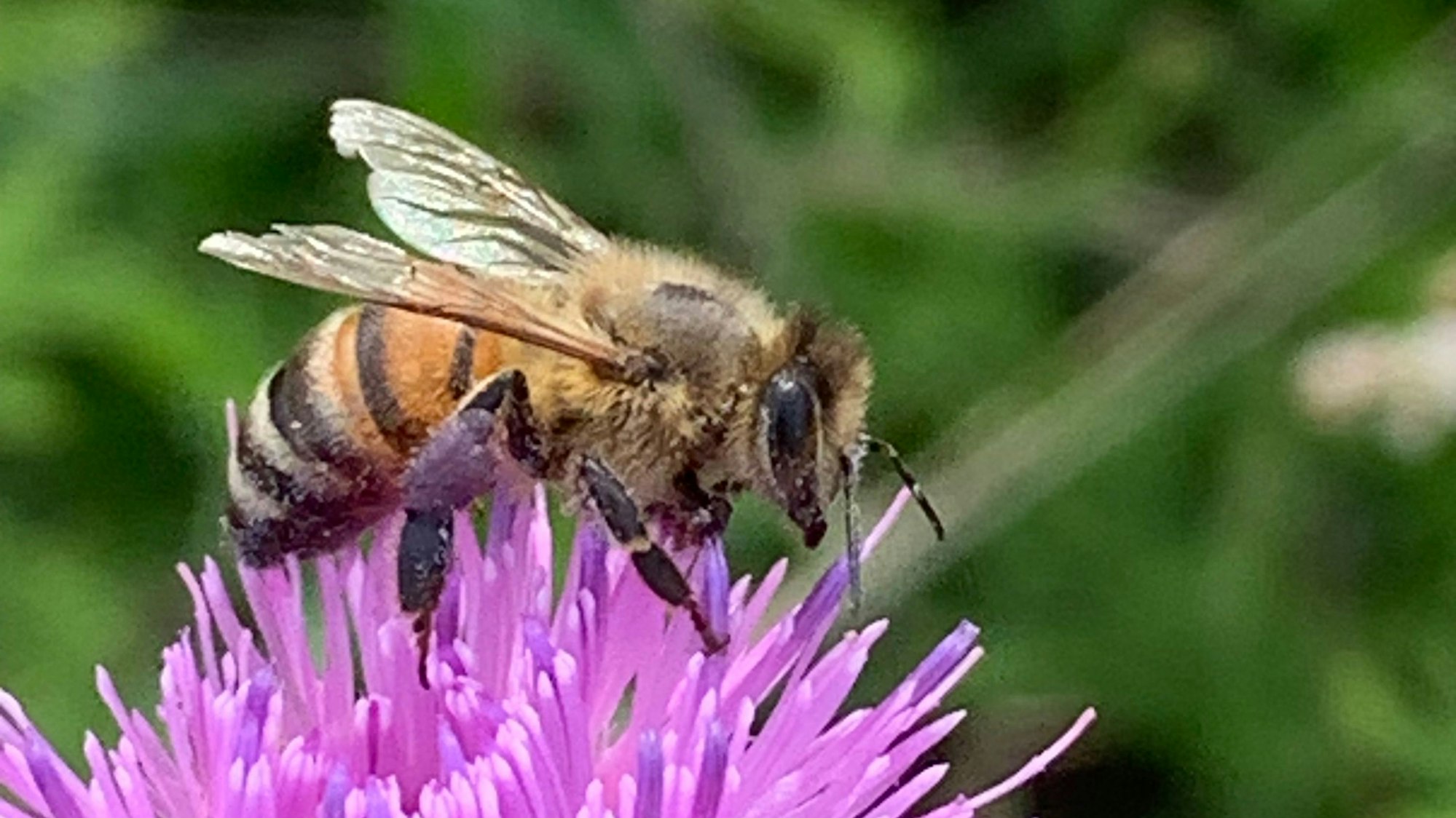 Eine Biene auf einer Blüte - gesehen in Sankt Augustin.