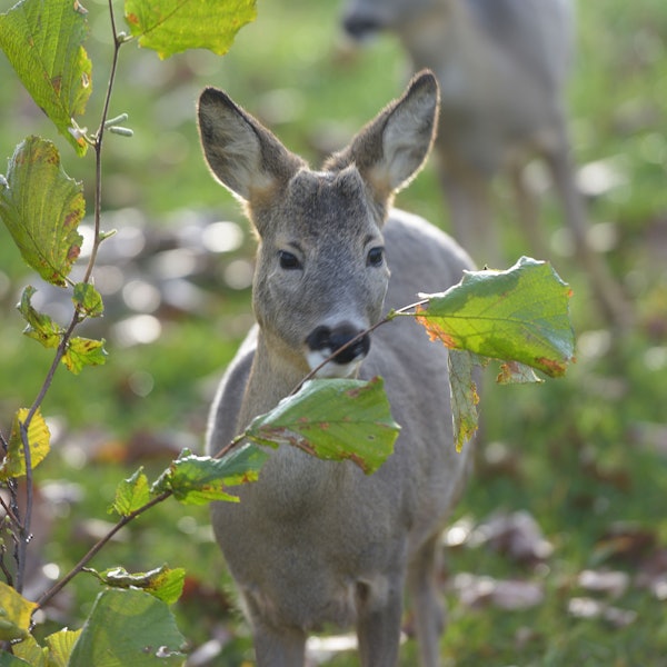 Zwei Rehe stehen auf einer Grünfläche.