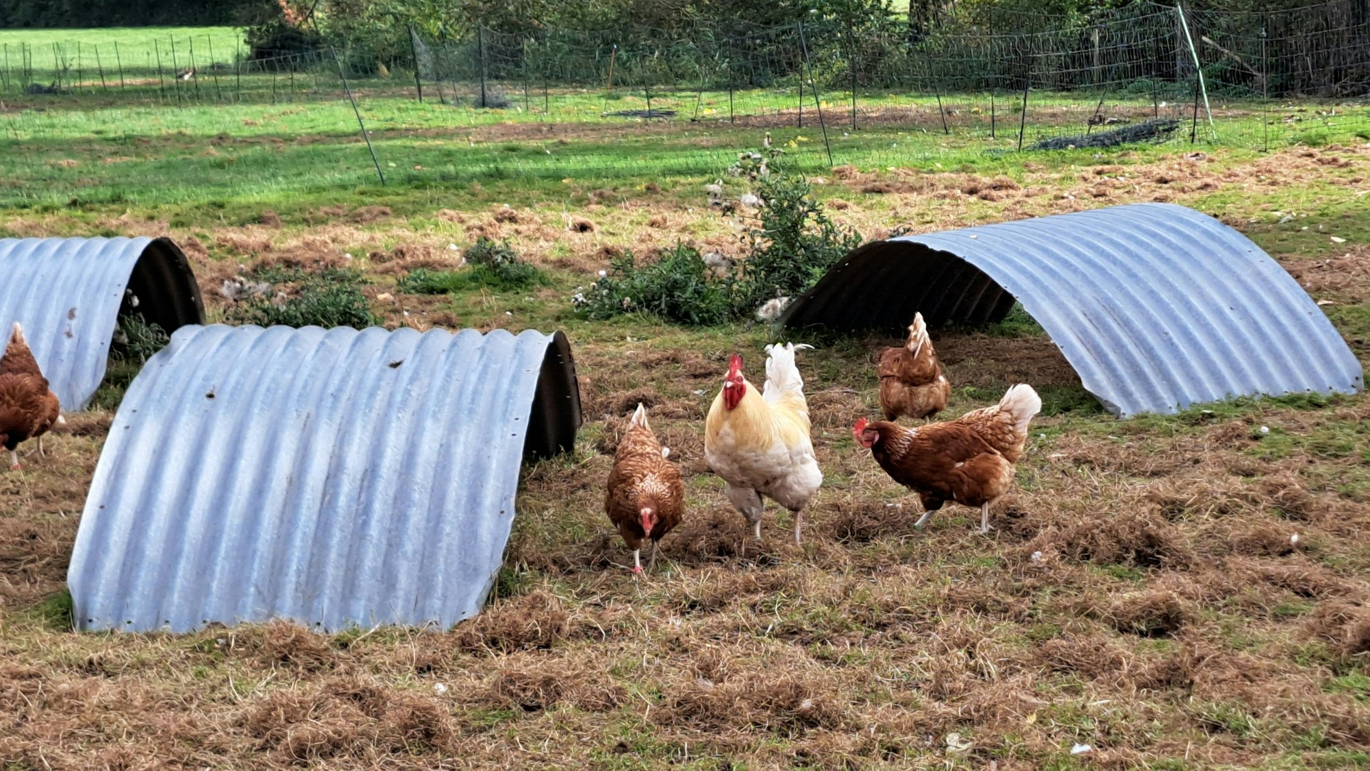 Hühner und ein Hahn laufen auf einer Wiese.