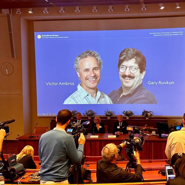07.10.2024, Schweden, Stockholm: Thomas Perlmann (r), Sekretär der Nobelversammlung, verkündet die Gewinner des Nobelpreises für Medizin 2024, Victor Ambros (l-r, Leinwand) und Gary Ruvkun, von denen Fotos auf eine Leinwand projiziert werden.