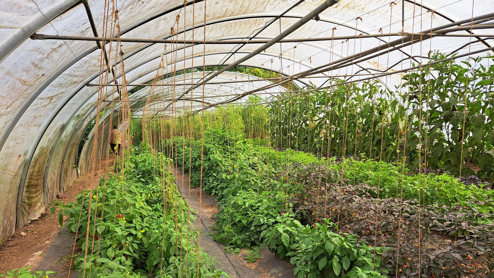 Gemüsepflanzen ranken an Schnüren empor, die von der Decke des Gewächshauses gespannt sind.