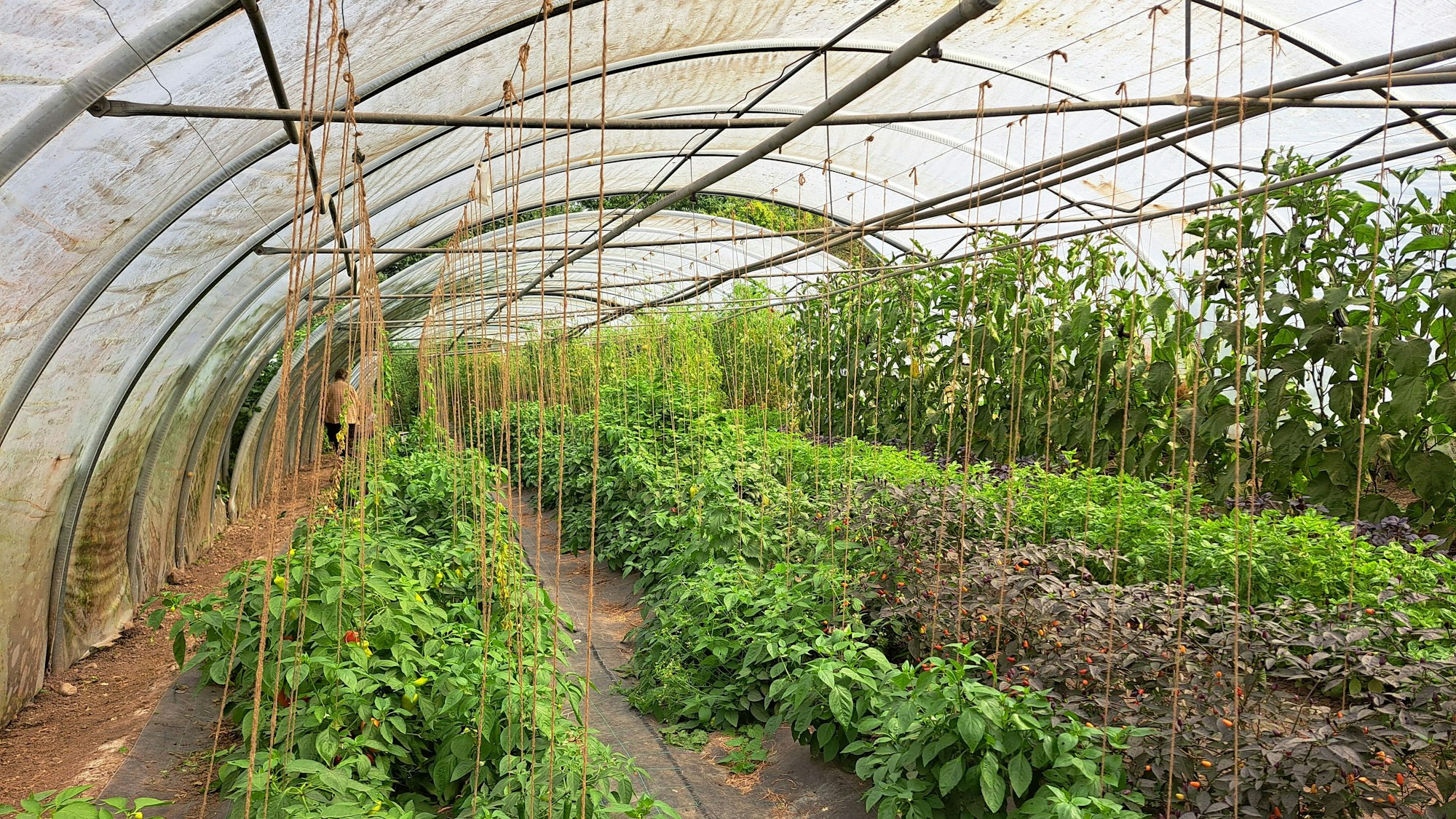 Gemüsepflanzen ranken an Schnüren empor, die von der Decke des Gewächshauses gespannt sind.