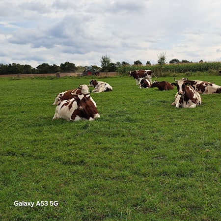 Eine Herde braun-weiß gefleckter Kühe liegt und steht auf einer Wiese.