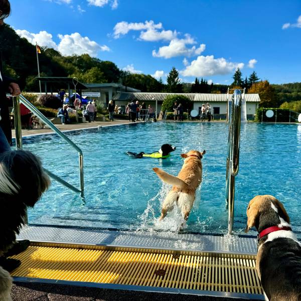 Ein Schwimmbecken des Freibads Windeck, Hunde stehen am Beckenrand, ein heller Labrador springt gerade ins Wasser, in dem ein Border Colli schon mit einer gelben Schwimmweste paddelt.