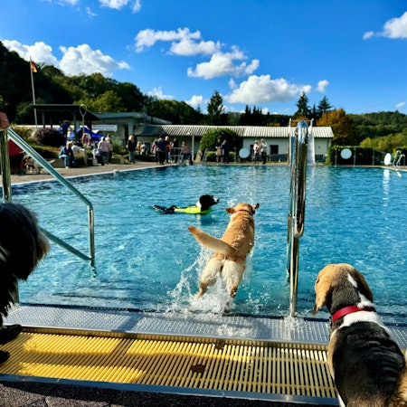 Ein Schwimmbecken des Freibads Windeck, Hunde stehen am Beckenrand, ein heller Labrador springt gerade ins Wasser, in dem ein Border Colli schon mit einer gelben Schwimmweste paddelt.