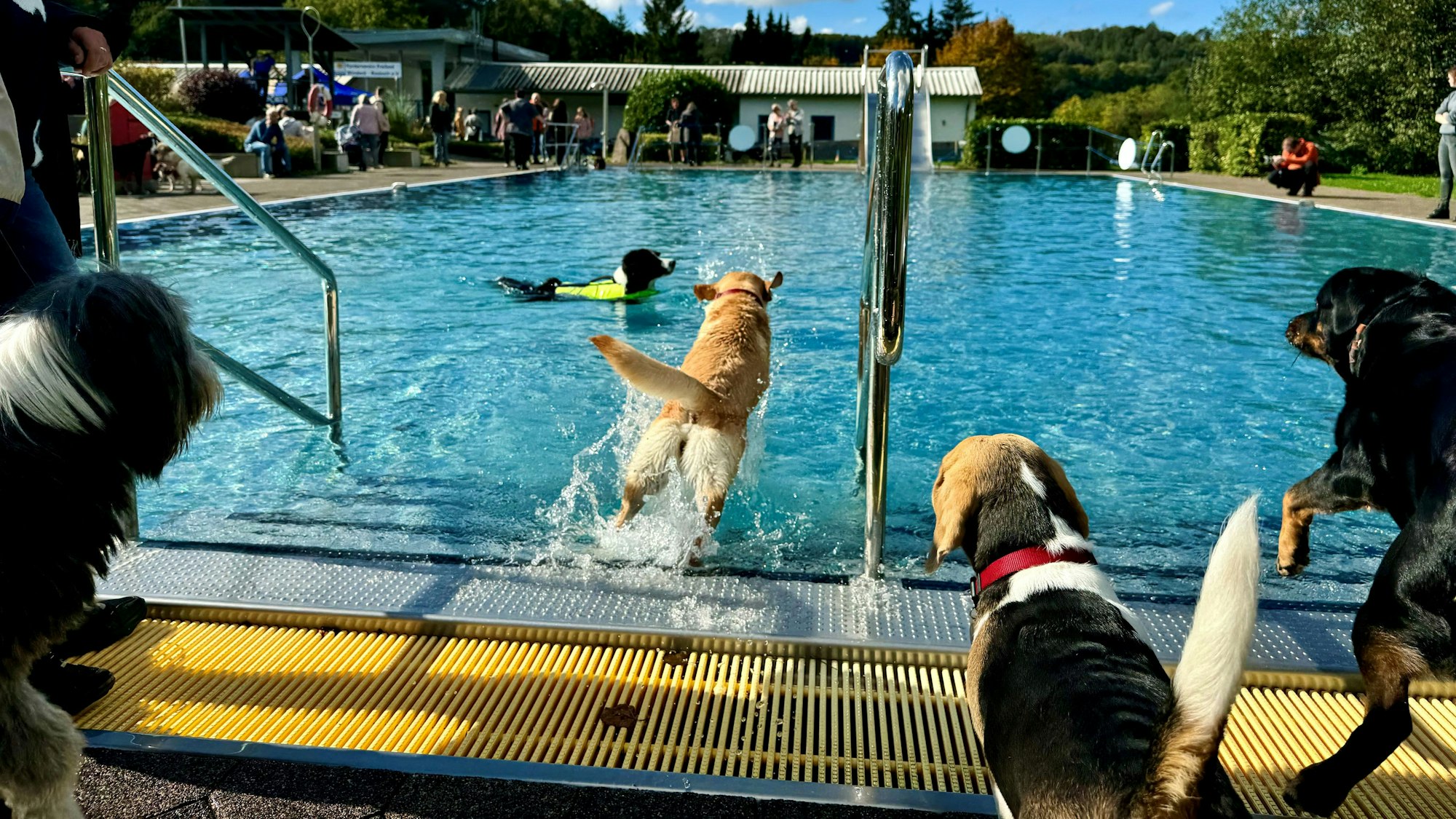 Ein Schwimmbecken des Freibads Windeck, Hunde stehen am Beckenrand, ein heller Labrador springt gerade ins Wasser, in dem ein Border Colli schon mit einer gelben Schwimmweste paddelt.