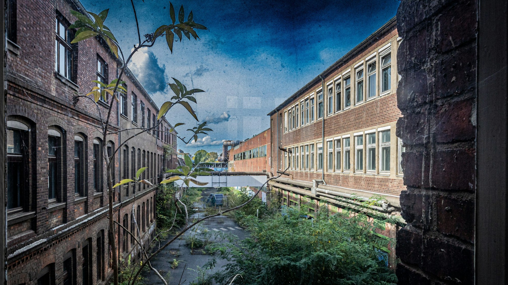 Pflanzen wachsen im Innenhof der alten KHD-Hauptverwaltung in Köln-Mülheim.