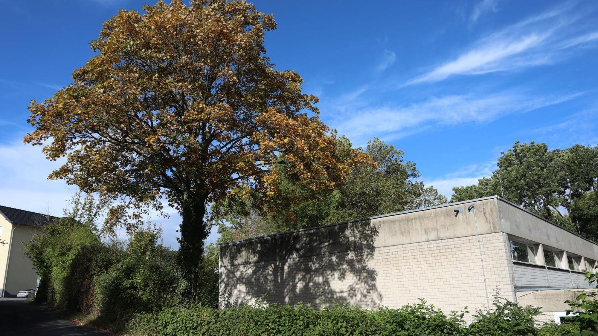 Ein großer Baum neben einer Turnhalle.