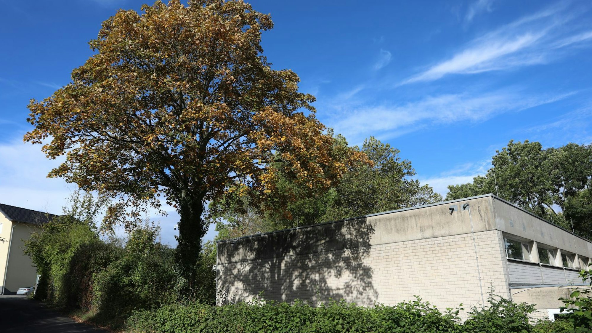 Ein großer Baum neben einer Turnhalle.