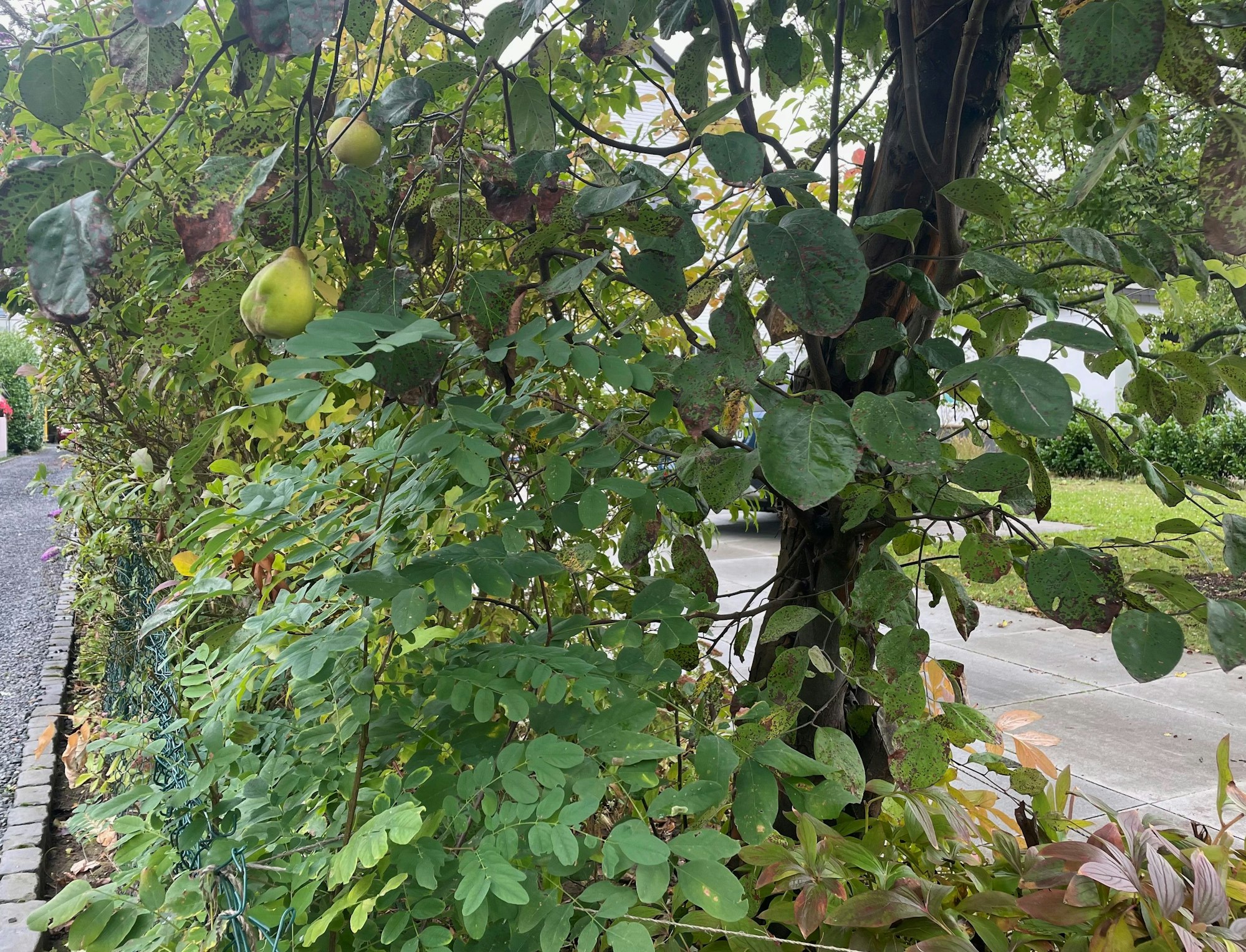 Ein Quittenbaum steht direkt an einem Zaun. Manche Früchte ragen darüber.