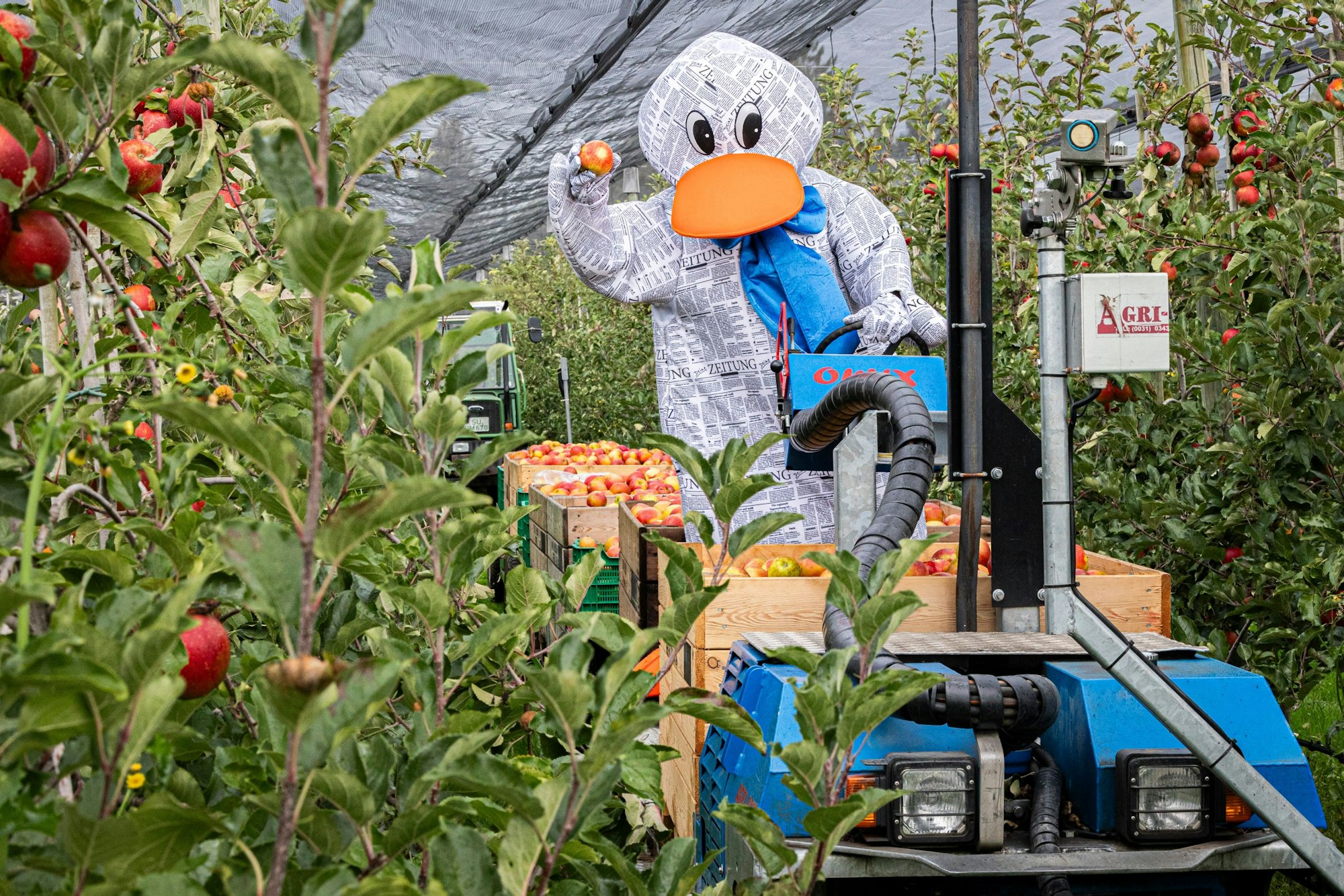 Paula Print hilft fleißig bei der Ernte der Äpfel.