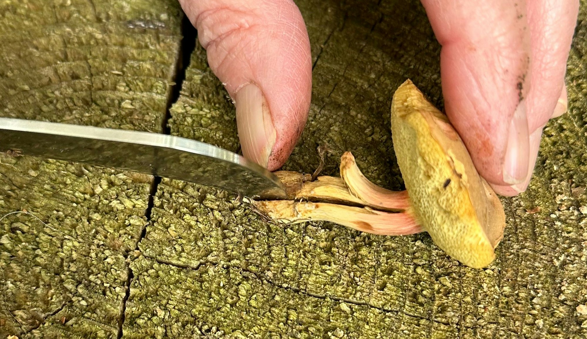 Hintzen schneidet den Stiel eines Röhrlings auf, um ihn zu bestimmen.