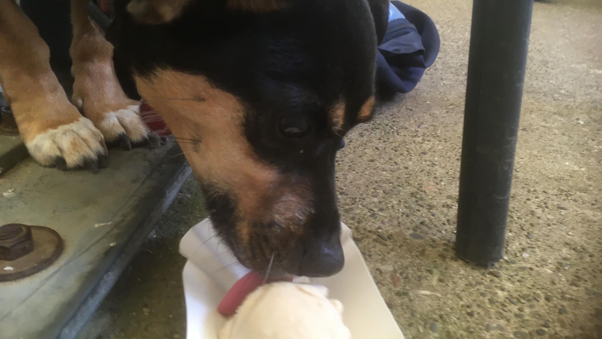 Ein kleiner Hund schleckt an einer Eiskugel.