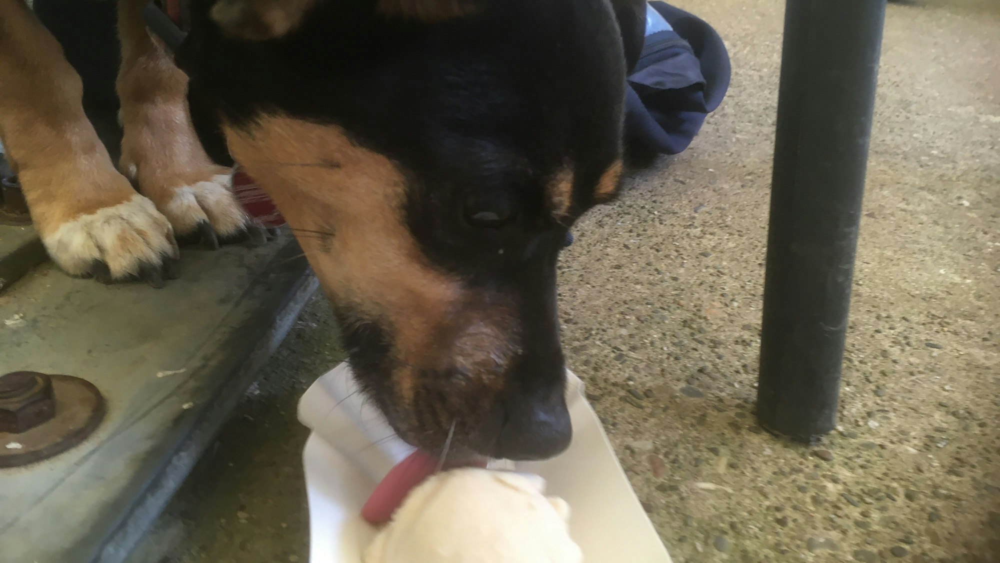 Ein kleiner Hund schleckt an einer Eiskugel.