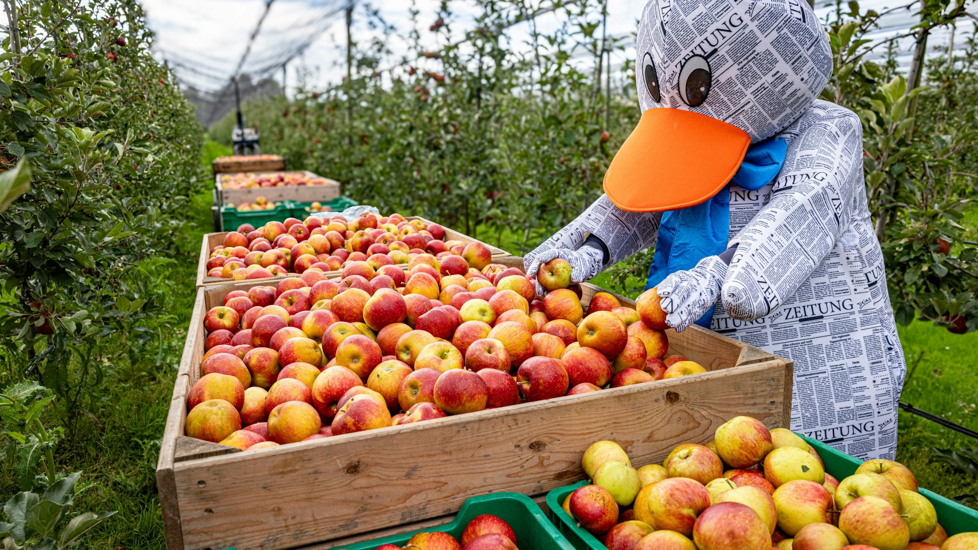 paula Print Apfelernte Bornheim Foto: Meike Böschemeyer