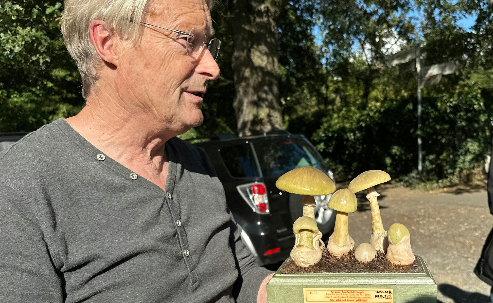 Reiner Hintzen zeigt das Modell eines Grünen Knollenblätterpilzes, der lebensgefährlich giftig ist.
