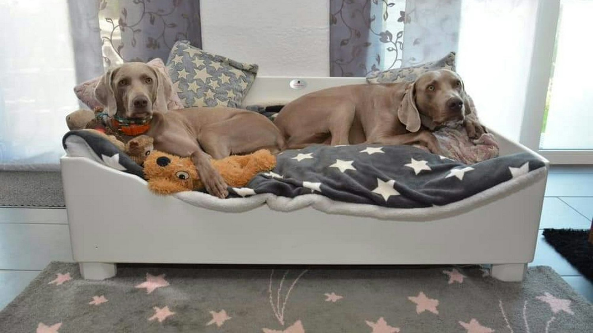 Zwei Weimarener fühlen sich wohl in dem von Thomas Rausch aus Holz gefertigtem Hundebett.