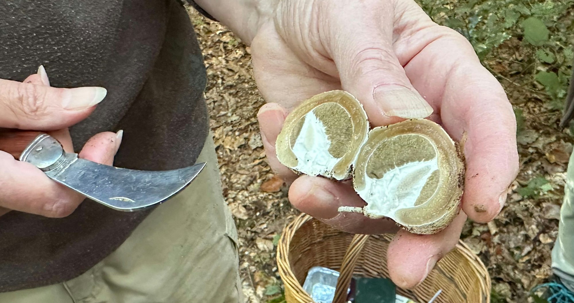 Ein durchgeschnittenes Hexenei, das später zur Stinkmorchel wird. Wenn man es durchschneidet, kann man den grünen Teil roh essen. Er schmeckt wie Rettich.