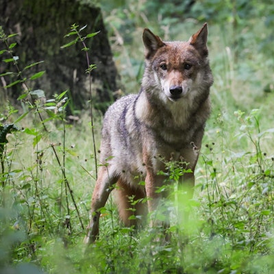 Symbolbild: Ein ausgewachsener weiblicher Wolf steht in seinem Gehege in einem Tierpark.