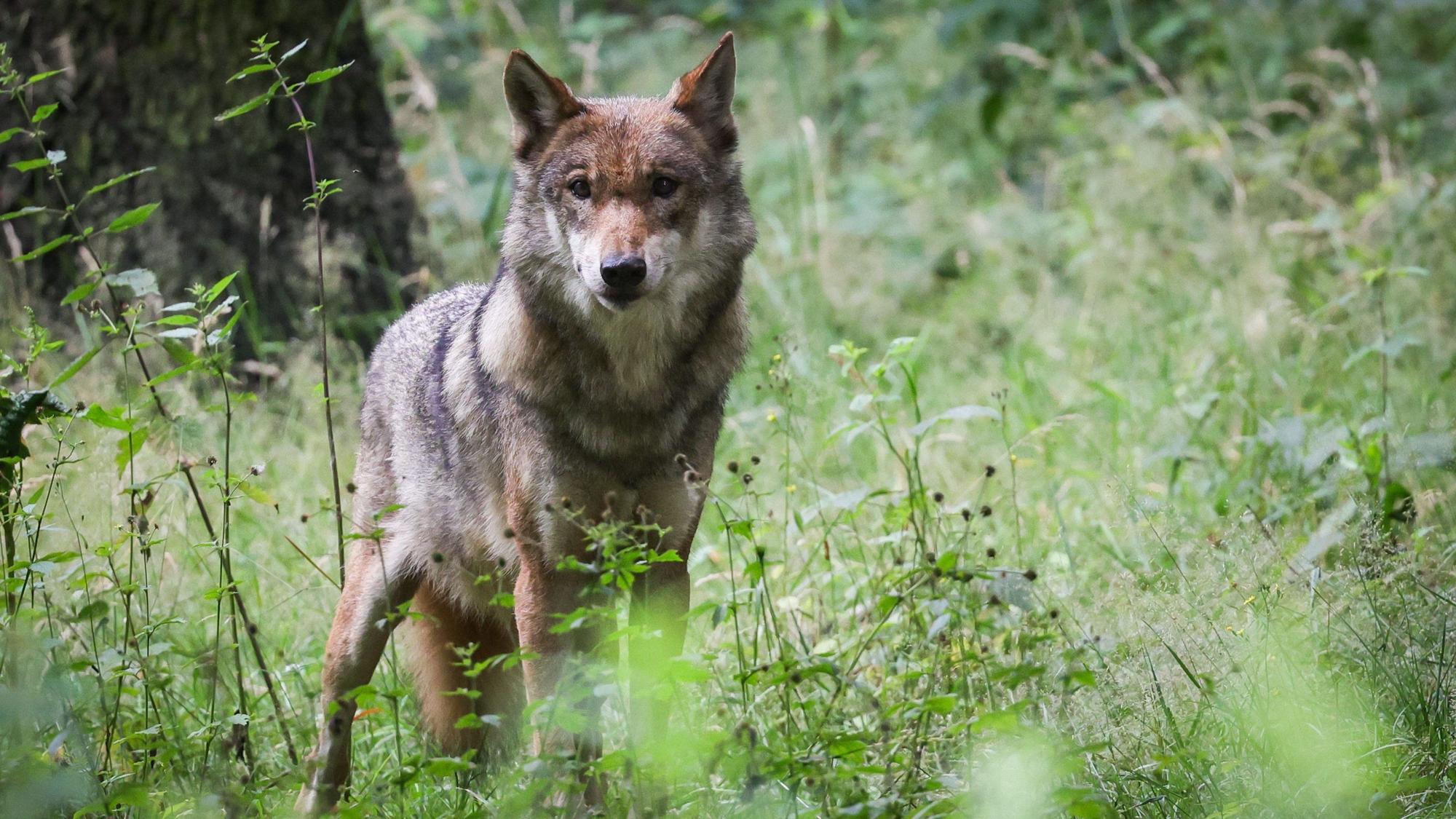 Eine ausgewachsener weiblicher Wolf steht in seinem Gehege im Tierpark.