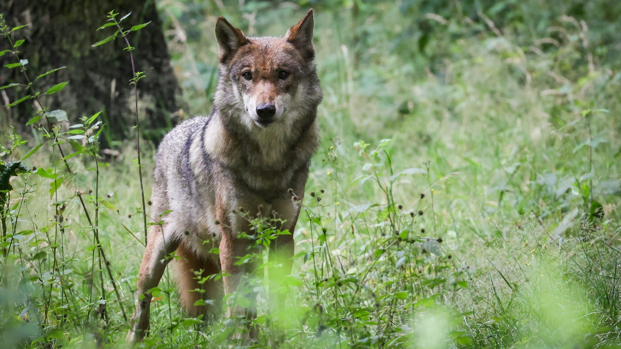 ARCHIV - 12.07.2023, Schleswig-Holstein, Eekholt: Eine ausgewachsener weiblicher Wolf steht in seinem Gehege im Tierpark. (zu dpa: «Wolfswelpe im Sachsenwald nachgewiesen») Foto: Christian Charisius/dpa +++ dpa-Bildfunk +++