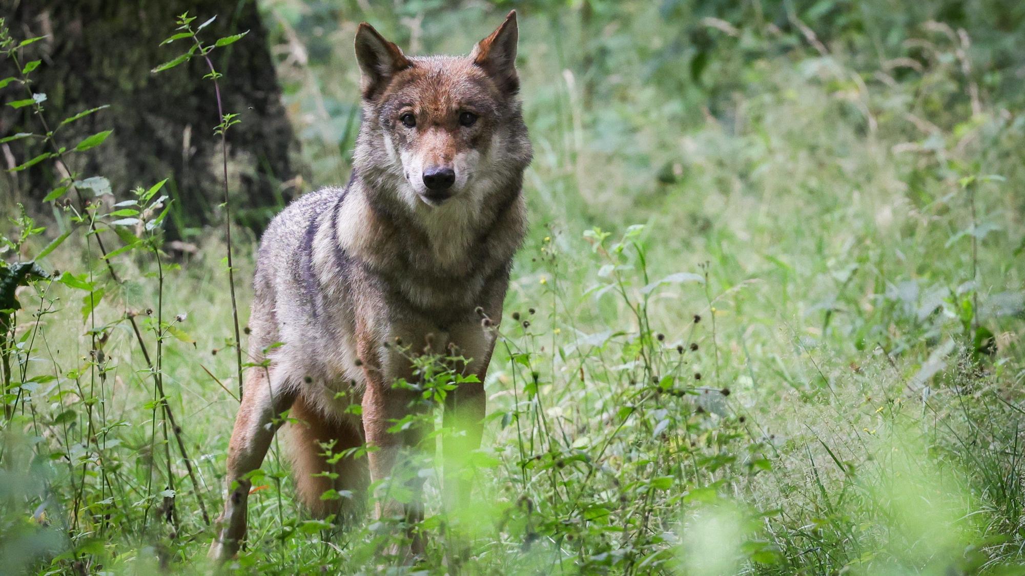 Symbolbild: Ein ausgewachsener weiblicher Wolf steht in seinem Gehege in einem Tierpark.