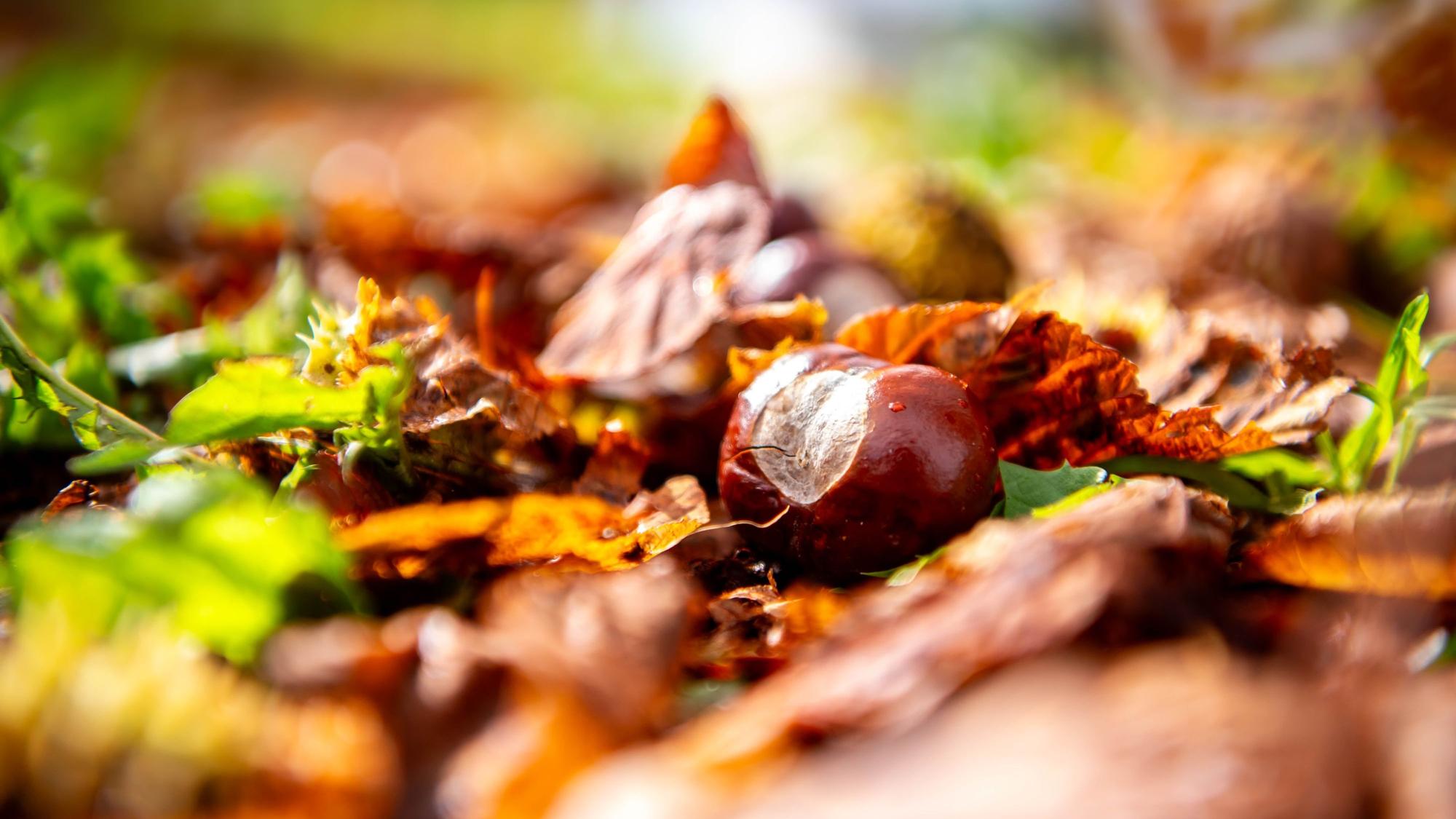 Kastanien liegen im Herbstlaub auf dem Boden.
