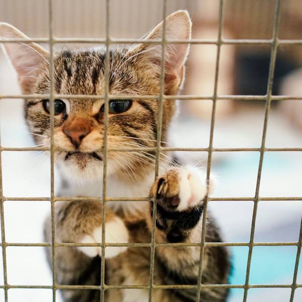Eine Katze steht im Tierheim am Gitter ihres Käfigs. (Illustrationsfoto)