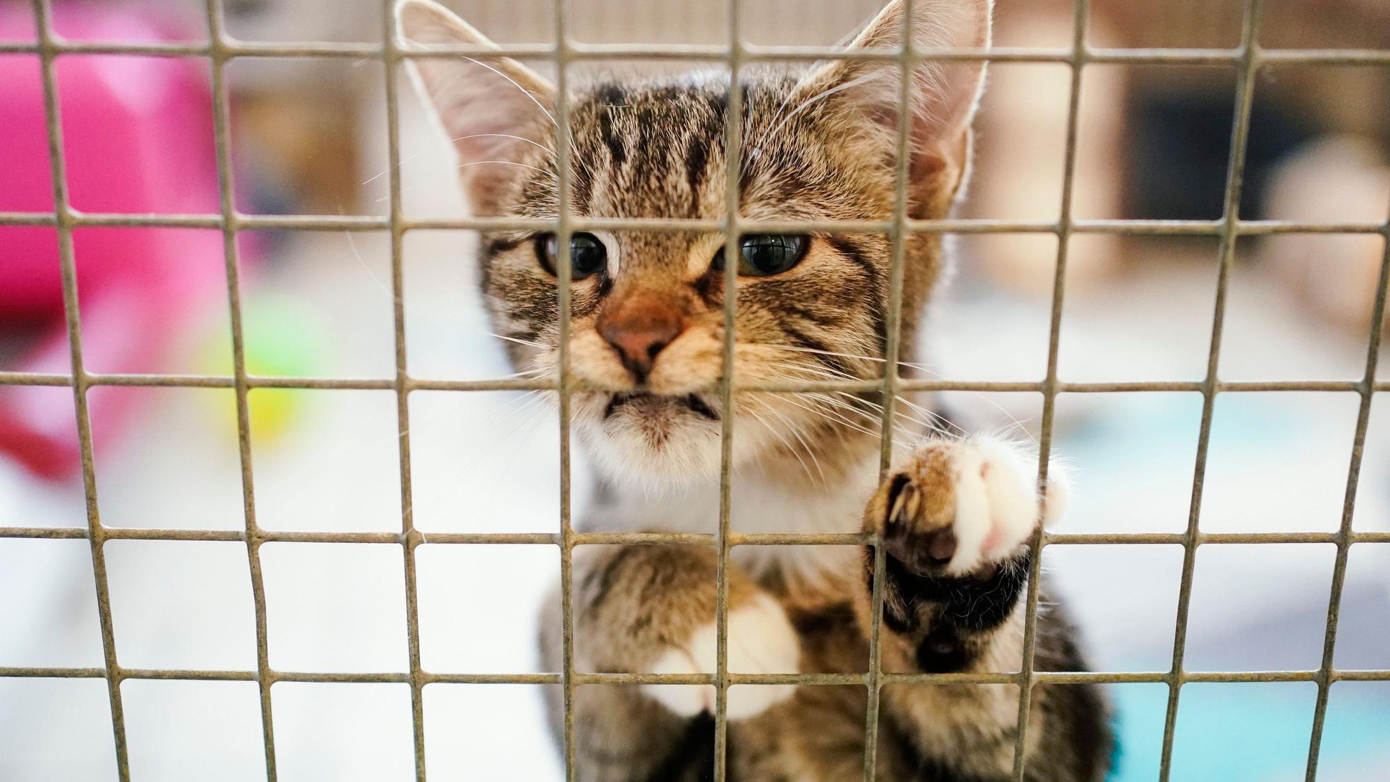 Eine Katze steht im Tierheim am Gitter ihres Käfigs. (Illustrationsfoto)