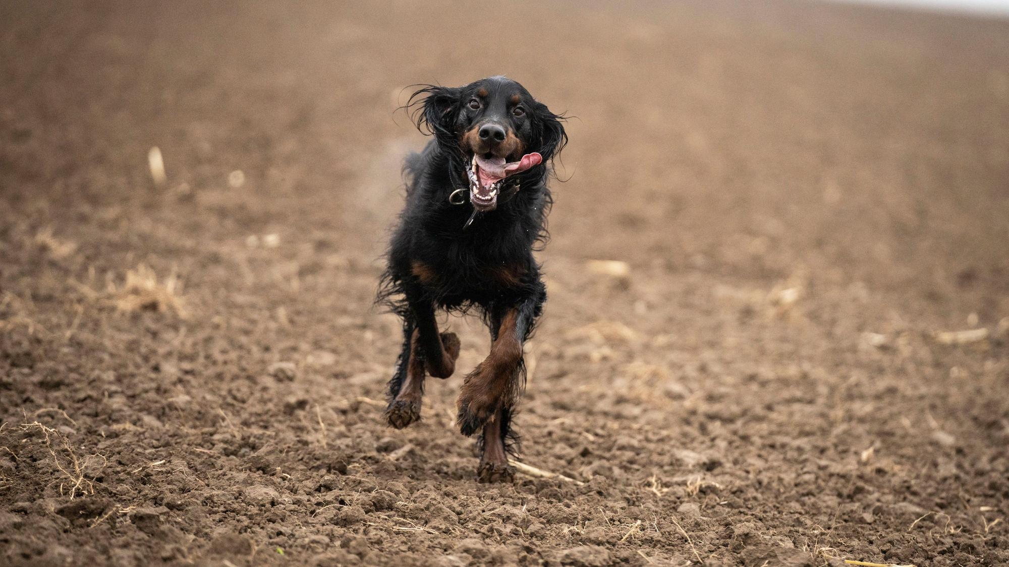 Ein Hund läuft auf einem Feld.