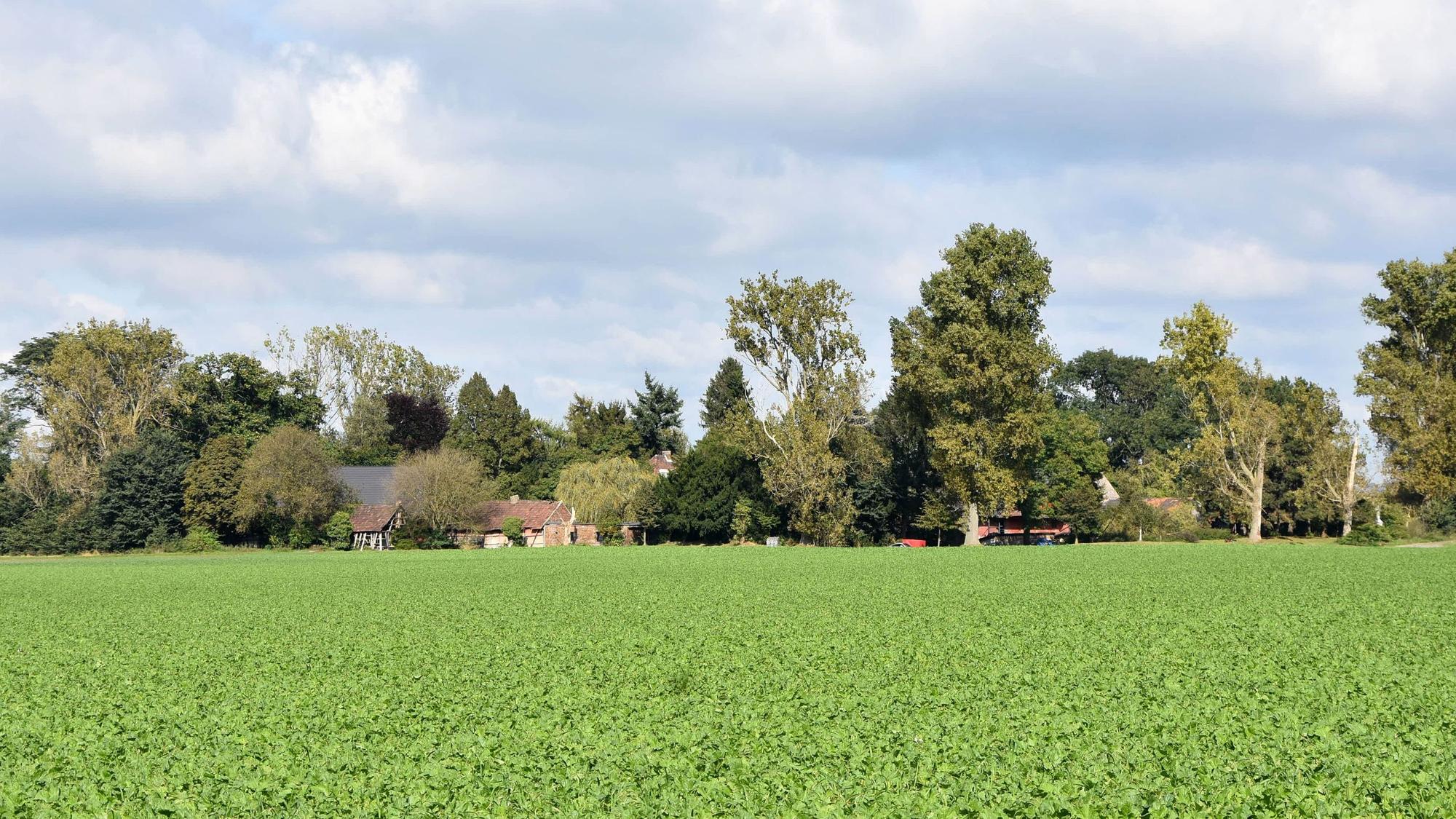 Das Bild zeigt eine grünes Feld vor einem Bauernhof