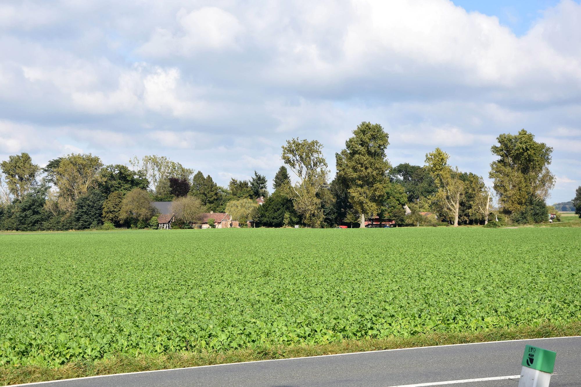 Das Bild zeigt ein grünes Feld vor einem Hof.