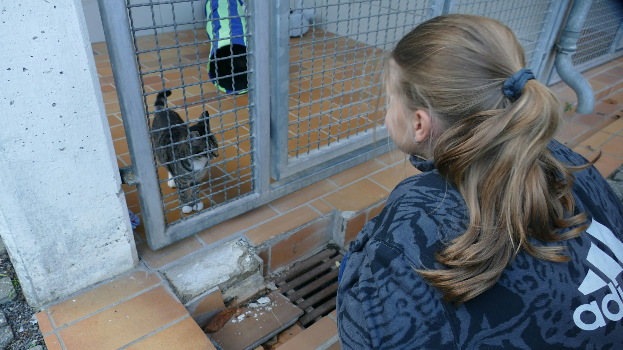 Ein Mädchen schaut sich eine Katze hinter einem Gitter an.