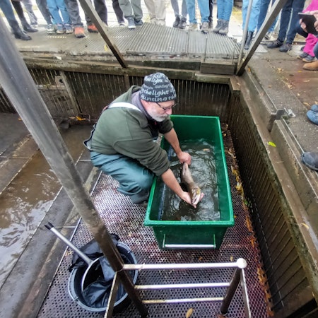 Ein Mann zeigt einen Fisch in einer Kunststoffwanne