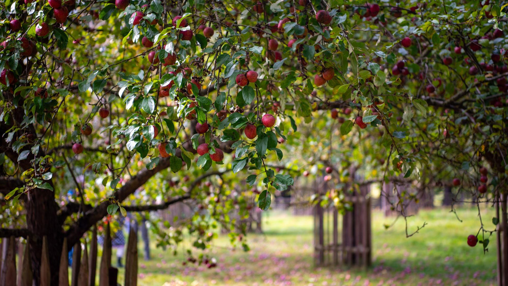13.10.2024 Mechernich. Rote Äpfel hängen an einem Baum