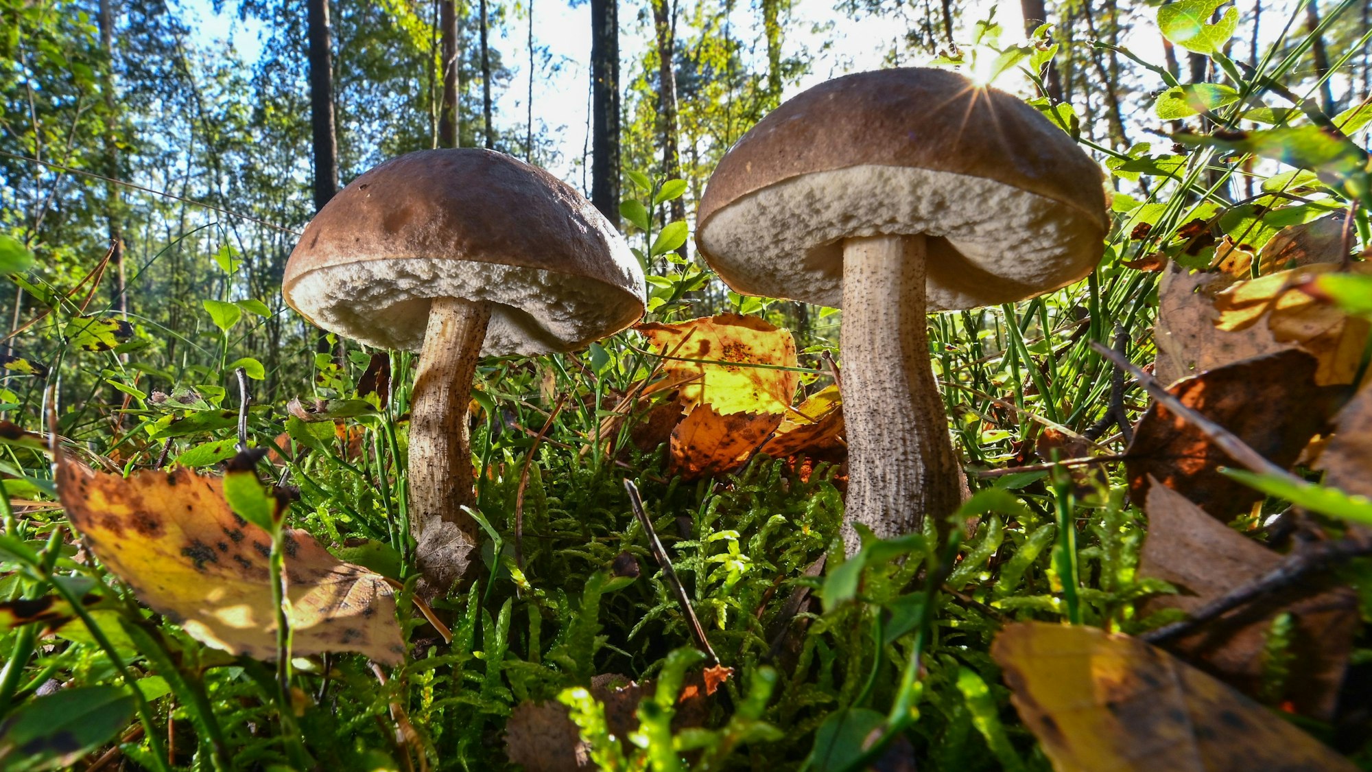 Pilze sind wichtig für unser Ökosystem: Sie speichern Wasser und geben Bäumen Nährstoffe.