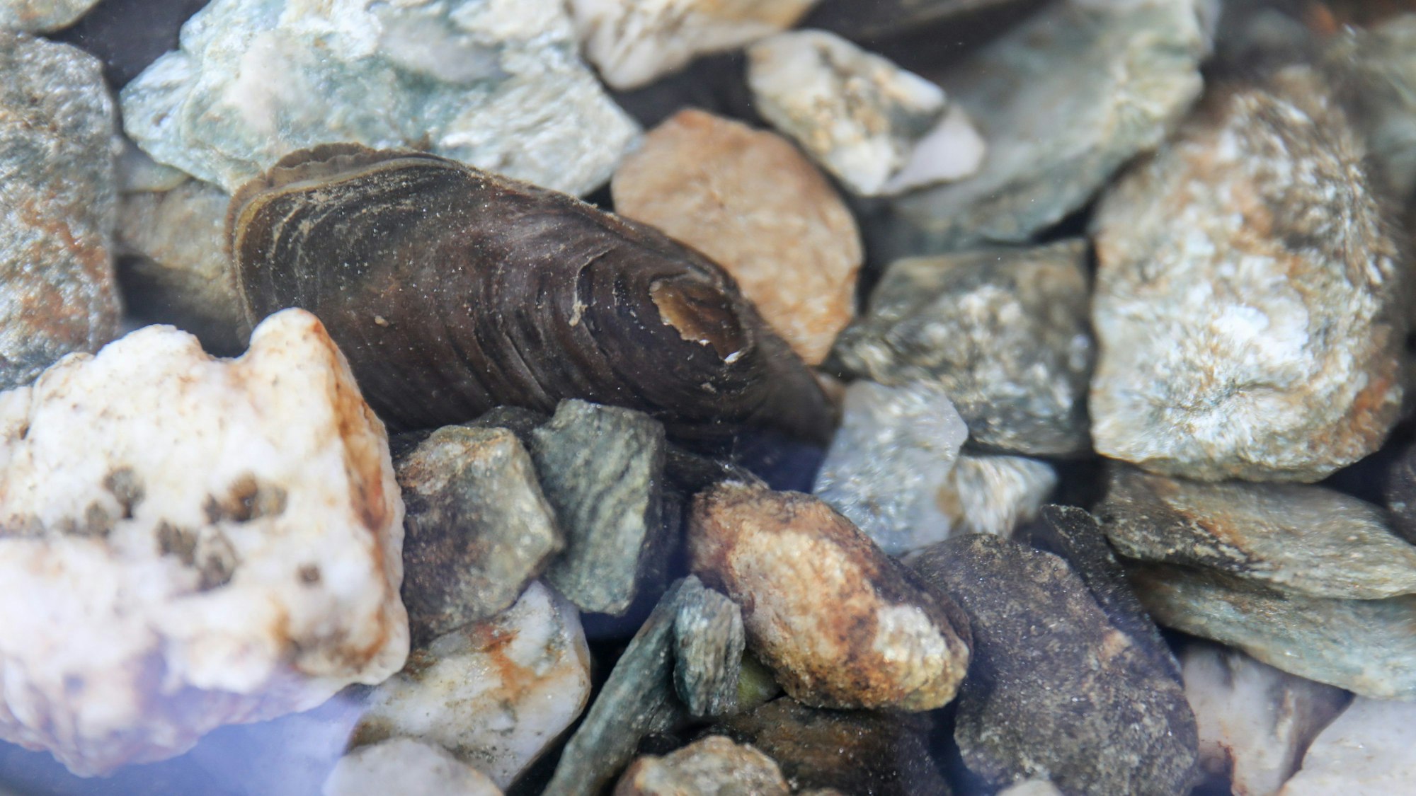 Eine Flussperlmuschel liegt im Becken in einer Aufzuchtstation.