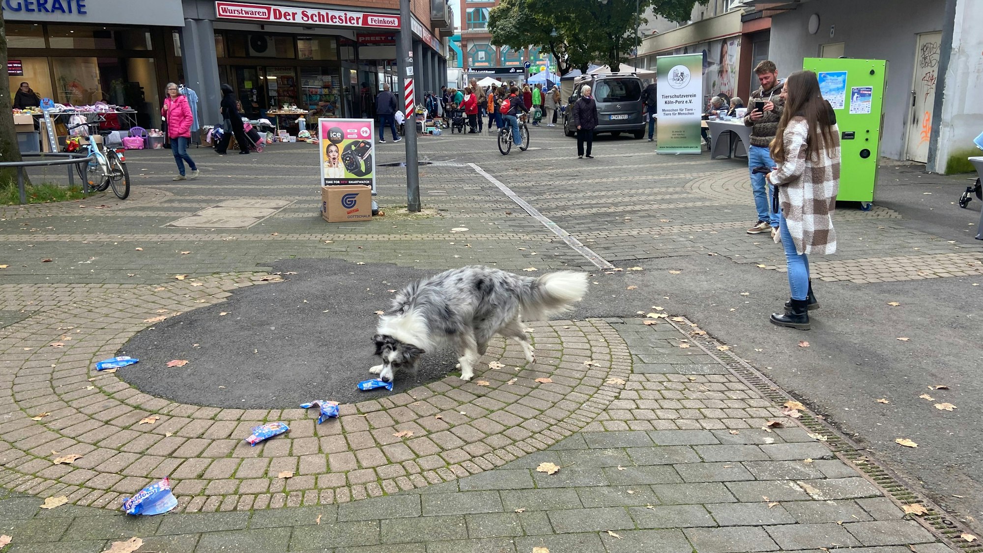 Der dreijährige Border Collie-Rüde Koda ist von seiner Besitzerin Sabrina Buckler darauf trainiert, weggeworfenen Müll auf dem Boden aufzunehmen und in Abfallbehälter zu werfen.