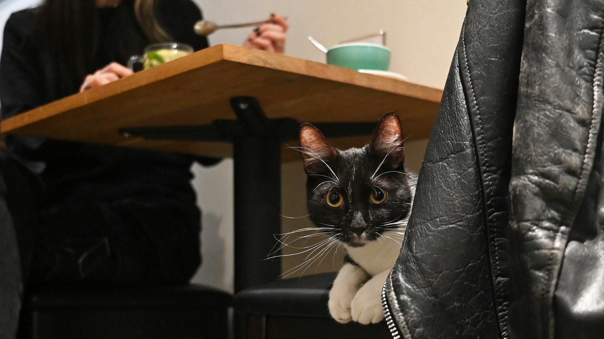 Kater Mister Snuggles liegt auf einem Stuhl im Berliner Katzencafé „Catnip Coffee“ in Friedrichshain-Kreuzberg.