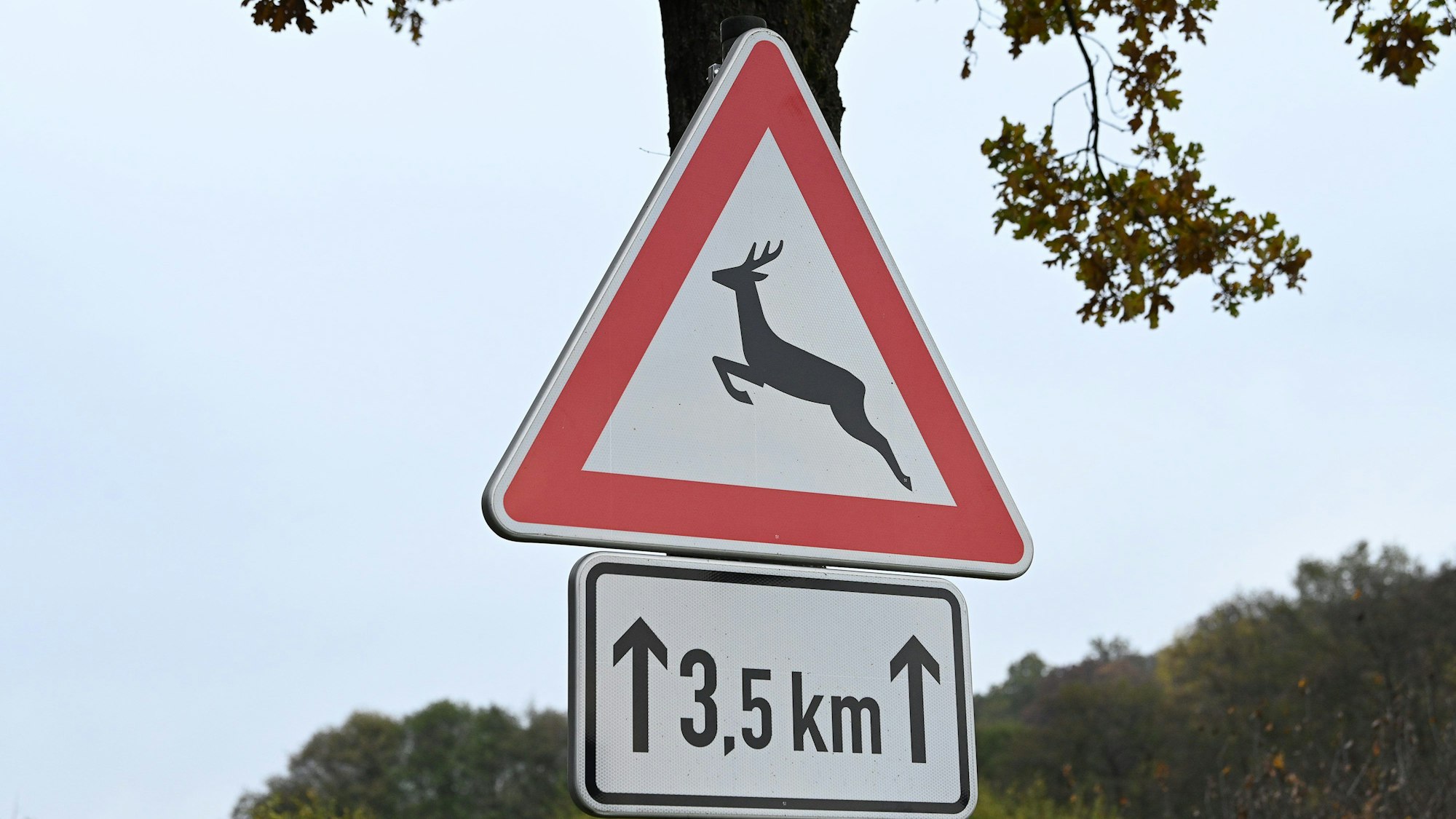 Verkehrsschild "Vorsicht Wildwechsel"