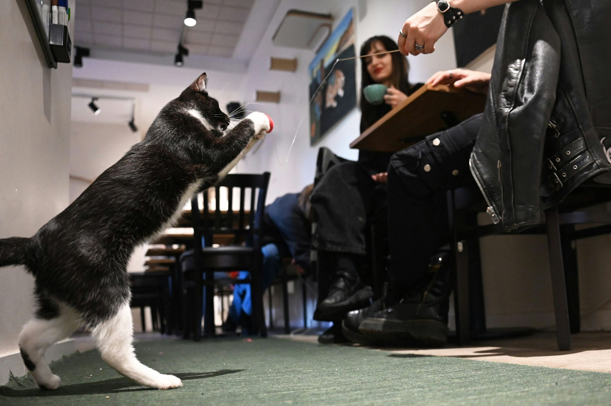 Der Kater Mister Snuggles spielt mit einem Spielzeug im Berliner Katzencafé „Catnip Coffee“ in Friedrichshain-Kreuzberg.