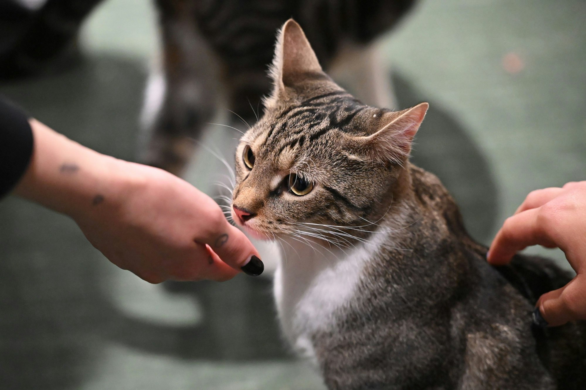 Kater Simba wird im Berliner Katzencafé «Catnip Coffee» in Friedrichshain-Kreuzberg von zwei Besucherinnen gestreichelt.