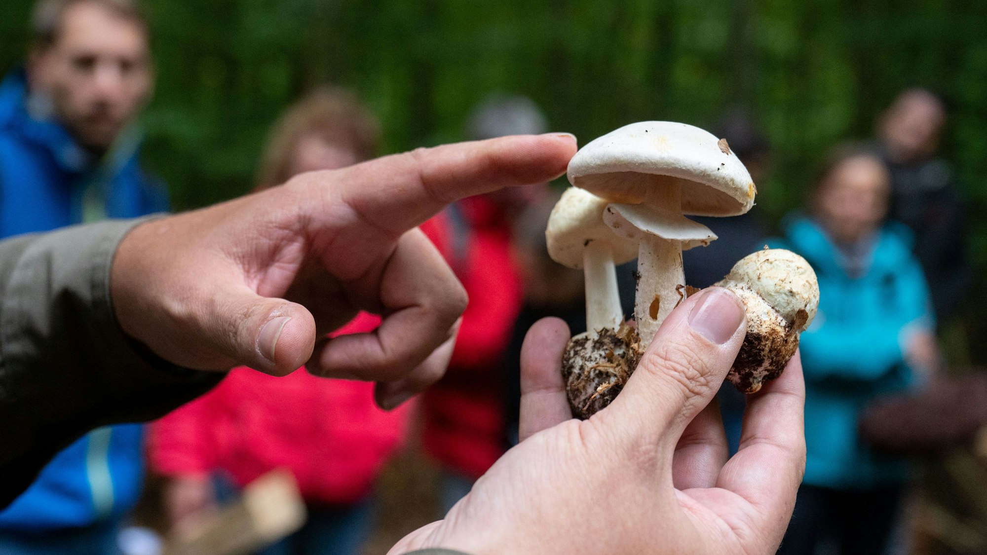 Ein Pilzberater erklärt während eines Pilzkurses die Bestimmung des gelben Knollenblätterpilzes im Vergleich zu einem Anischampignons (M). (Arcihvbild)