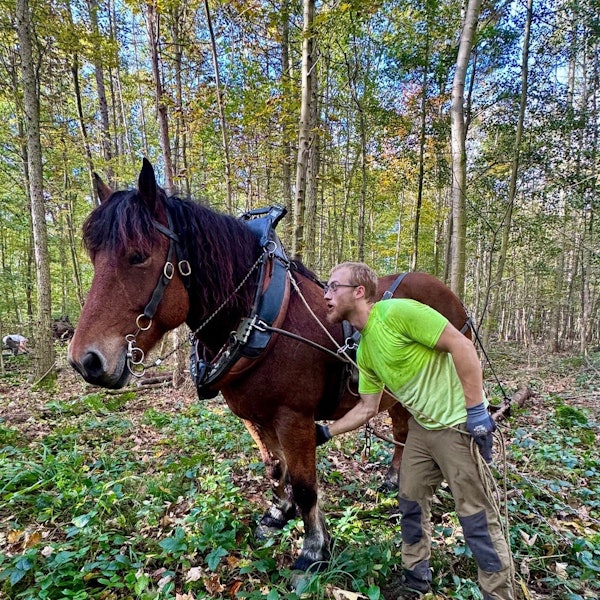 Ein Rückepferd steht mit Führer im Kottenforst
bei Villiprott