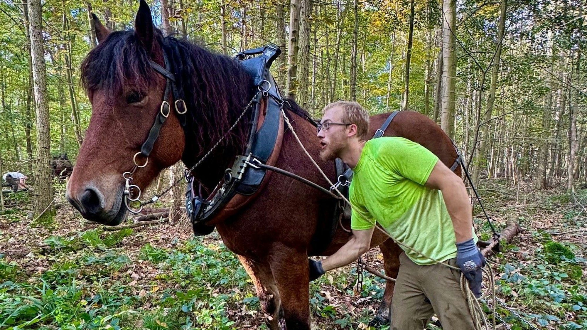 Ein Rückepferd steht mit Führer im Kottenforst
bei Villiprott