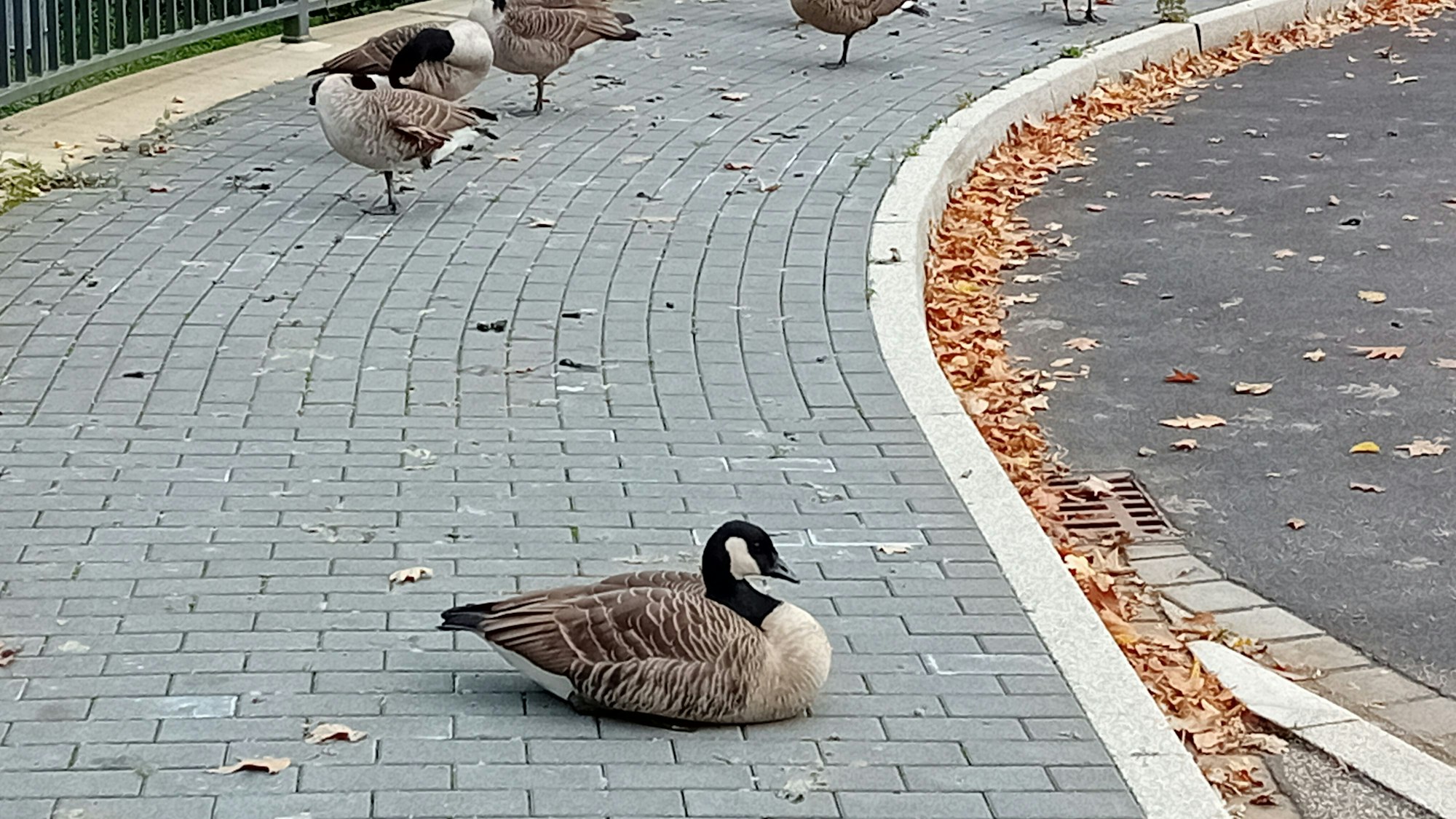 Gänse, die den Bürgersteig am Grotenbachteich belagern.