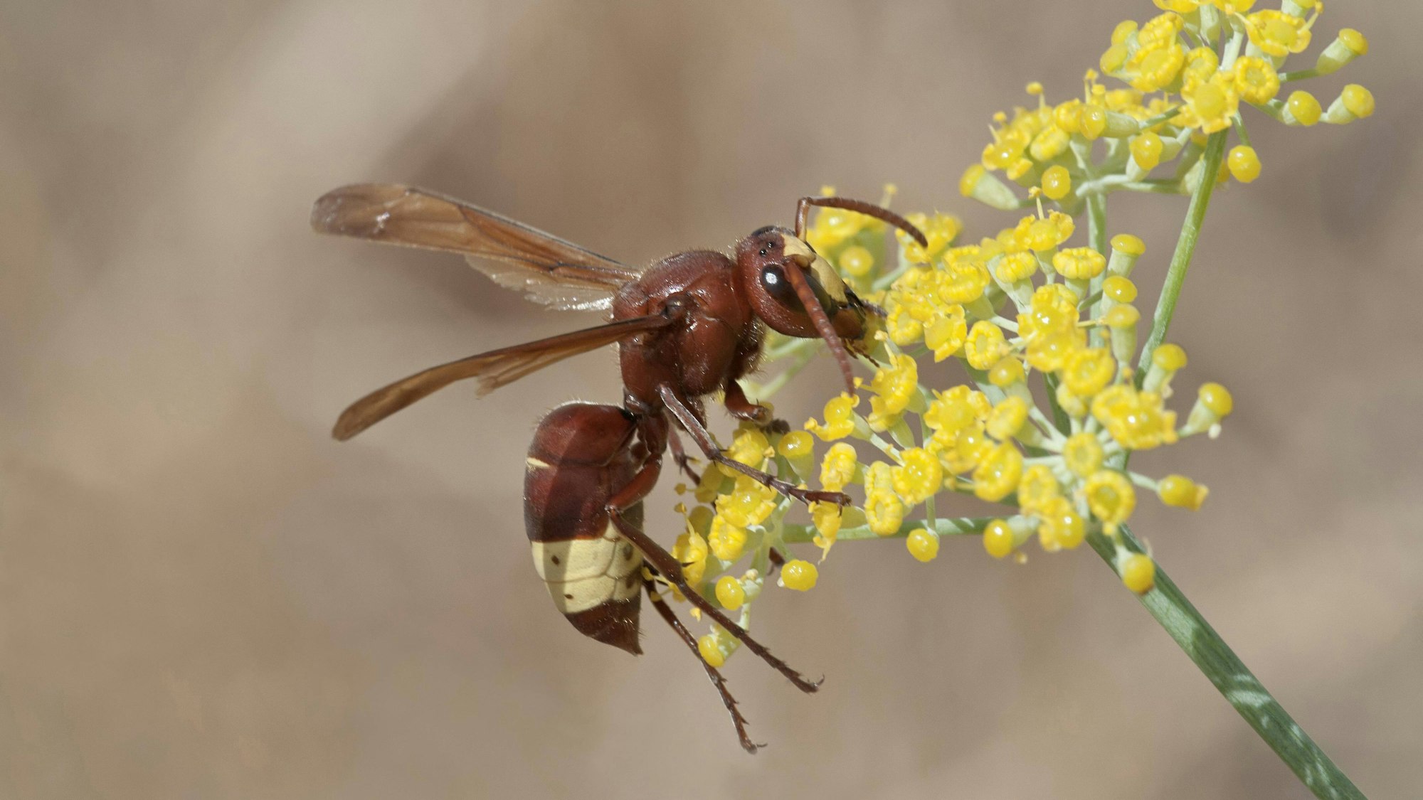 Die Orientalische Hornisse bei der Nektarsuche.