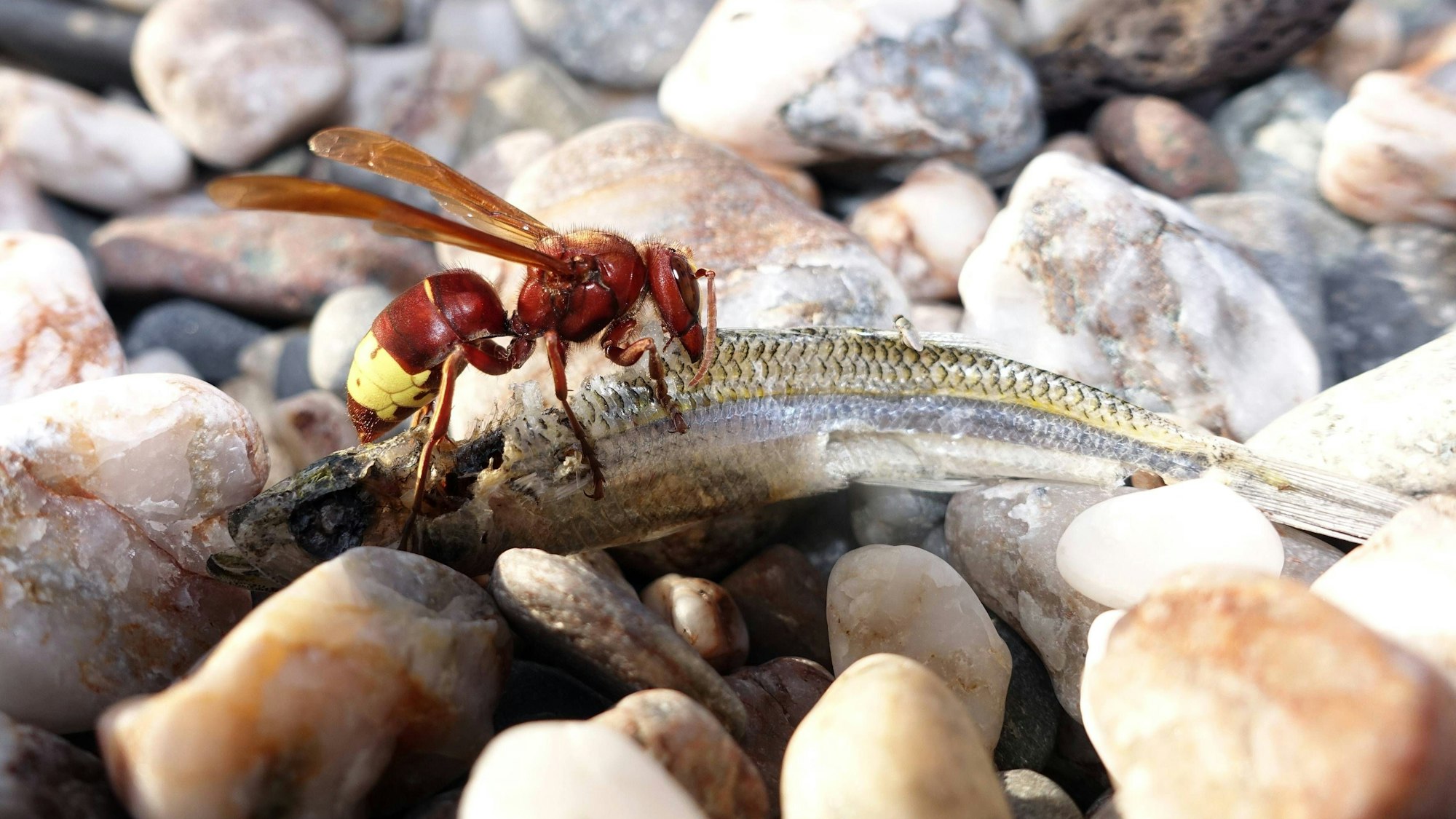 Orientalische Hornisse (Vespa orientalis)