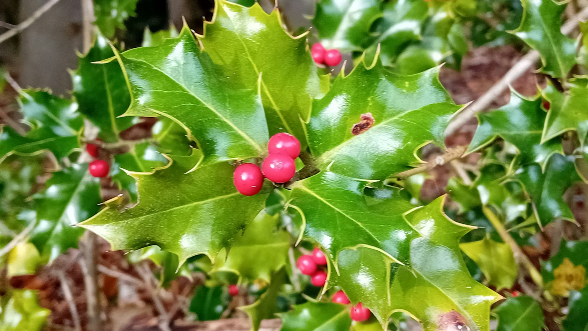 Nahaufnahme Ilex.